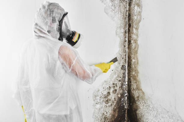 Best Post-Flood Mold Remediation in Pierce, NE