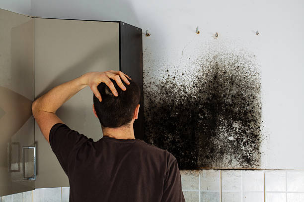 Best Post-Flood Mold Remediation in Pierce, NE